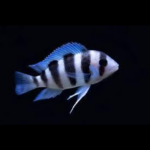 Frontosa 6 Bar