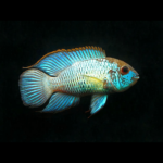 Neon Blue Acara 4-5cm