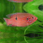 Red Forest Jewel Cichlid