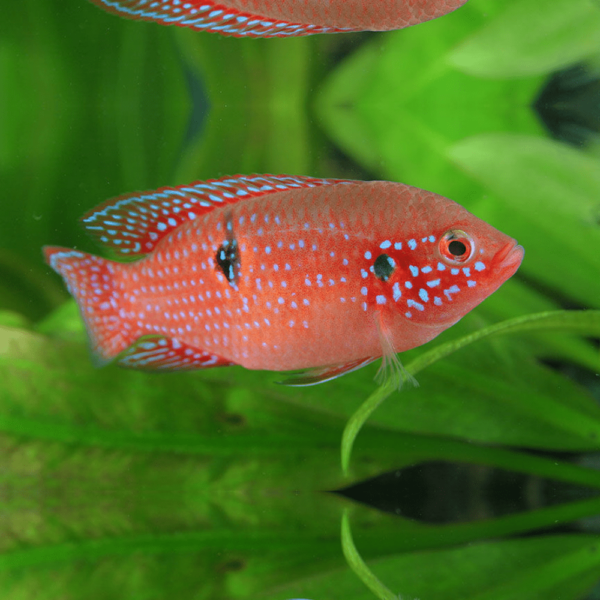 Red Forest Jewel Cichlid