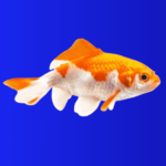 Red and White Wakin 5cm
