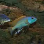 Buccochromis Rhoadessi