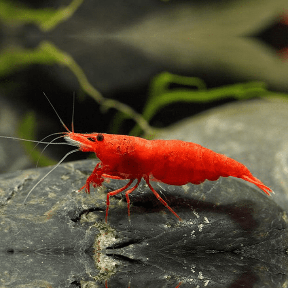 Cherry Red Shrimp - Roxy Aquarium