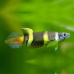 Clown Killifish
