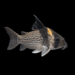 Cory Melanistius Wild