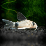 Panda Corydora Catfish