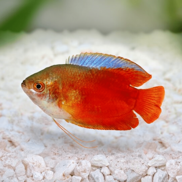 Male Dwarf Flame Gourami