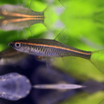 Red Line Rasbora 3.5cm