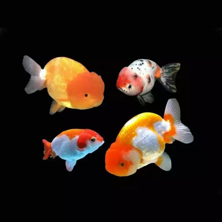 Assorted Ranchu