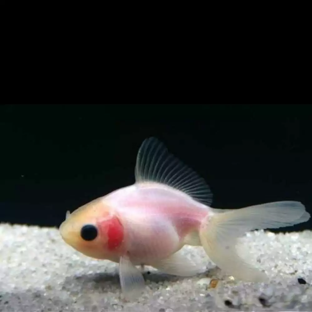 Fantail White Goldfish - Roxy Aquarium
