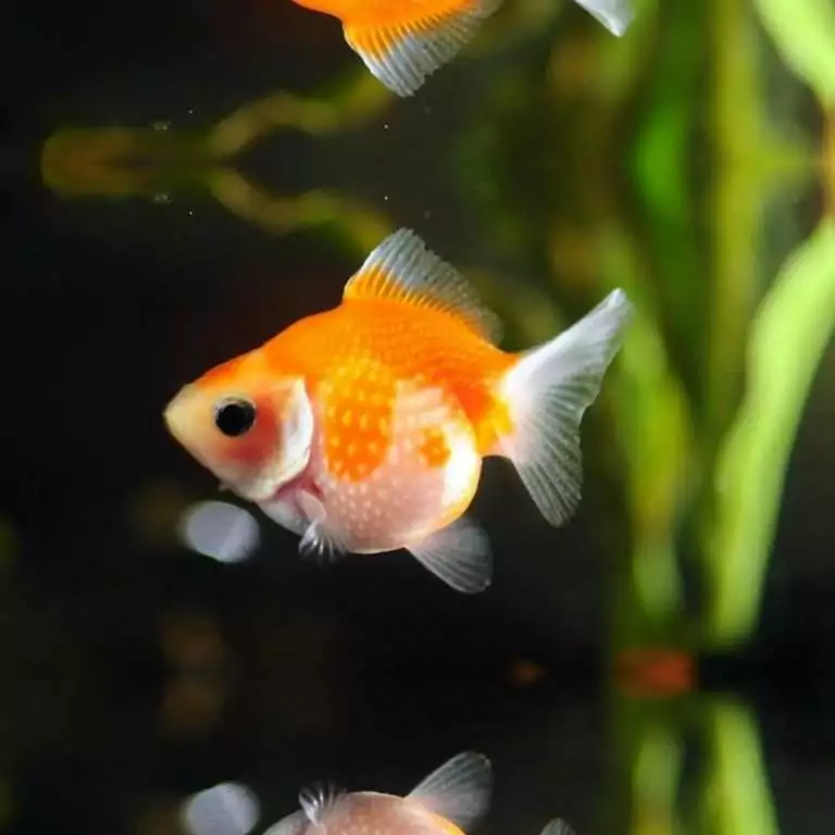 Pearlscale Goldfish