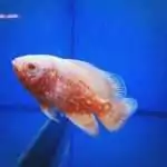 Red Kirin Chilli Oscar