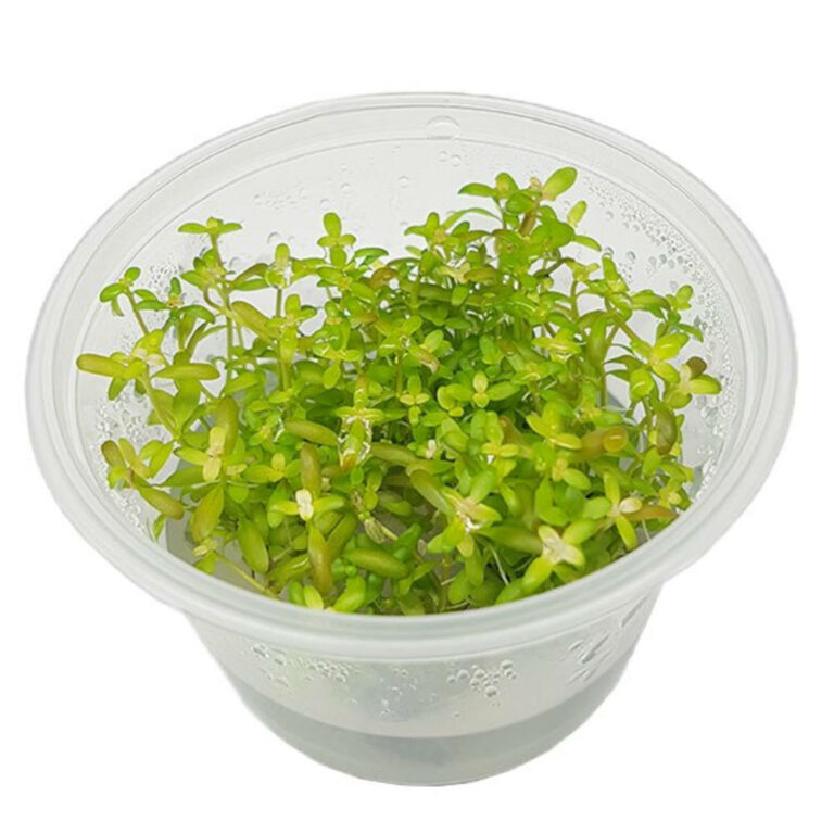 Ammania-Senegalensis-Tissue-Culture