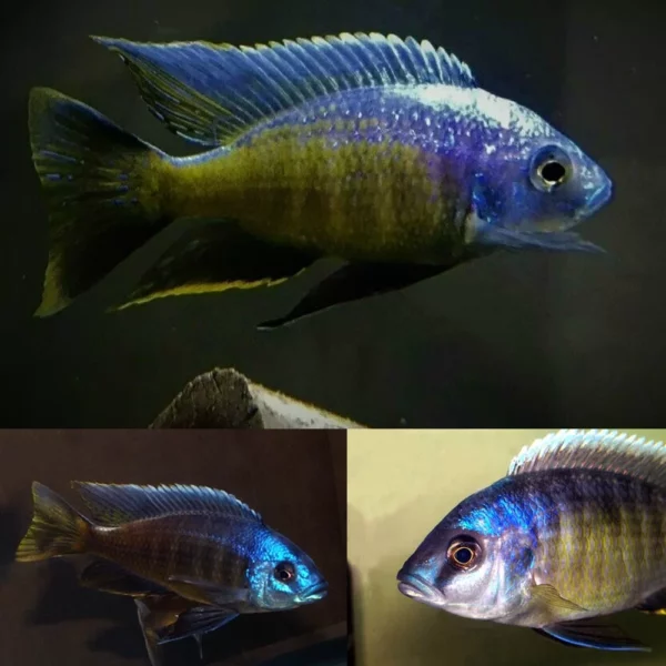 Yellow Fin Mloto Peacock Cichlid
