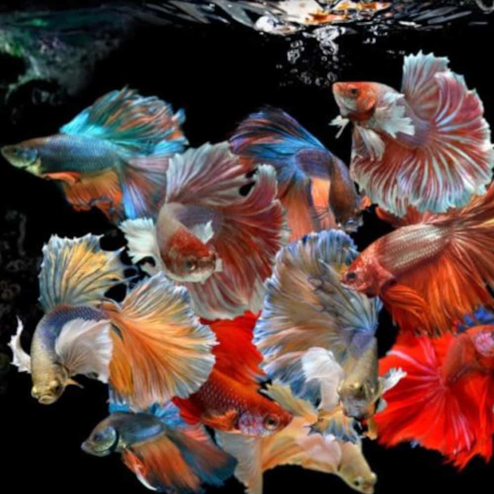 Assorted Male Betta Available- Roxy Aquarium