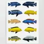 Assorted Mbuna Cichlid (Unfaded)