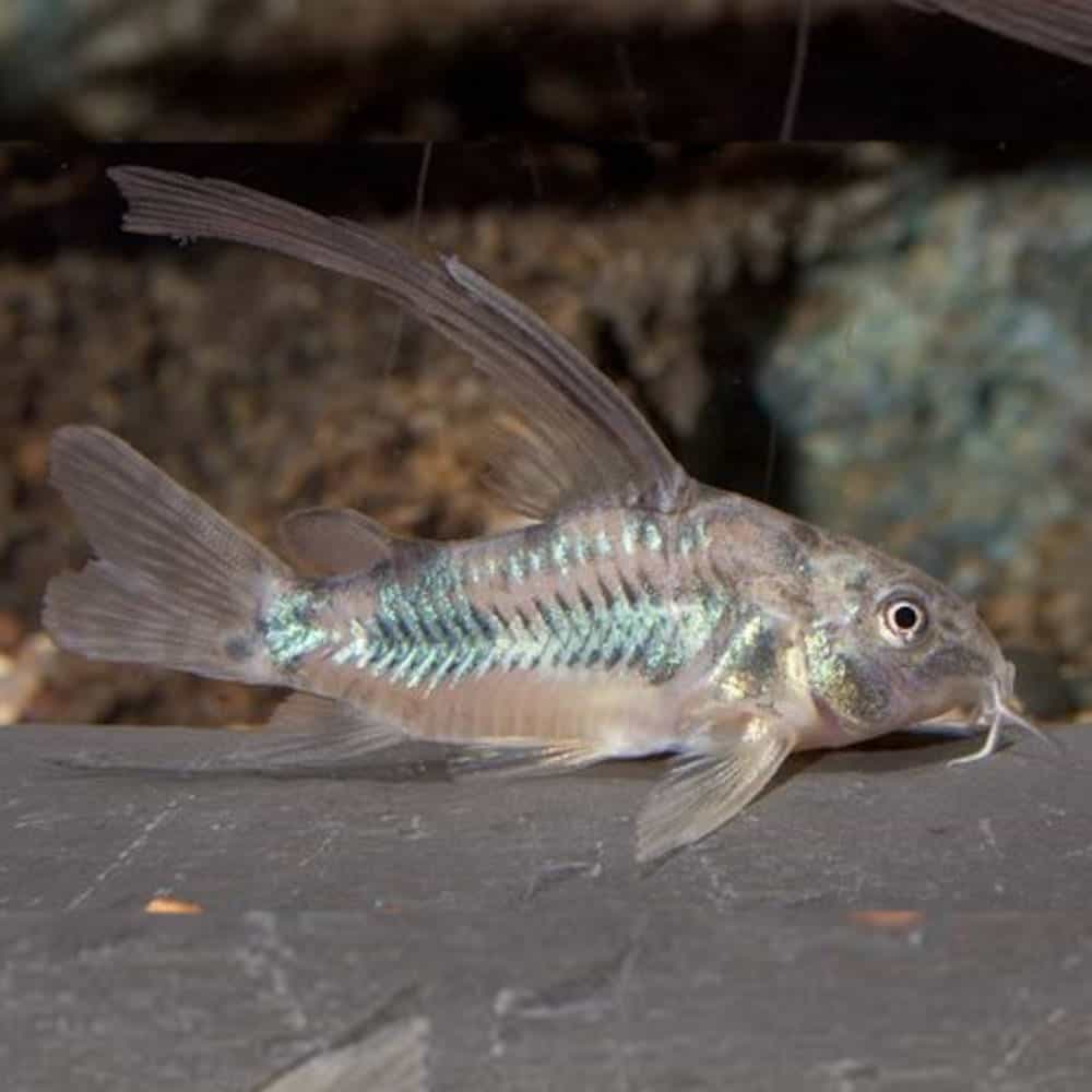 Longfin Bronze Cory Available - Roxy Aquarium