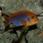 Rusty Cichlid 5cm