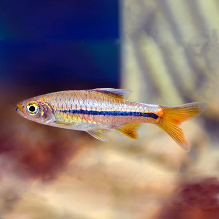Rasboras - Live Fish - Roxy Aquarium