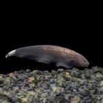 Ghostknife - Marble "Rare"