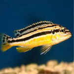 Melanochromis Auratus 4-5cm