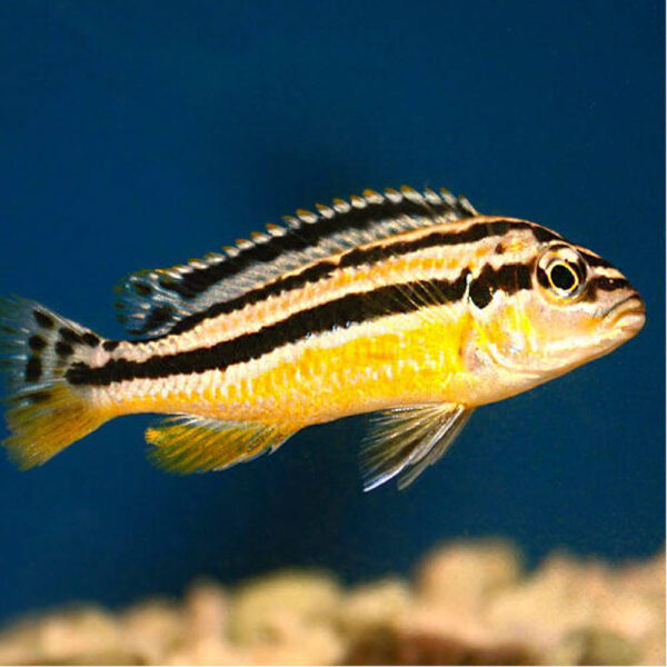 Melanochromis Auratus 4-5cm