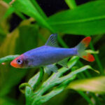 Burmese Rummynose Rasbora 3-4cm