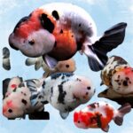 Cow Ranchu Large