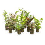10-Pack-Asstorted-Hydroponic-5cm-Pot
