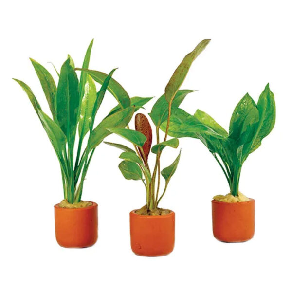 Assorted-Cryptocoryne