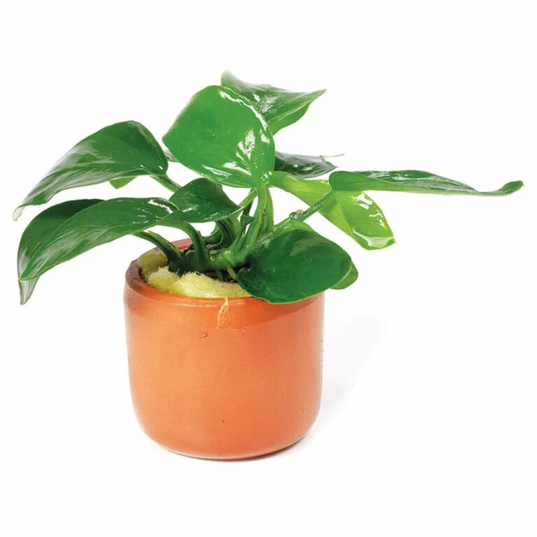 anubias-nana-pot
