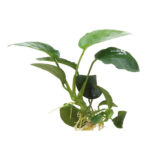 Anubias-Nana