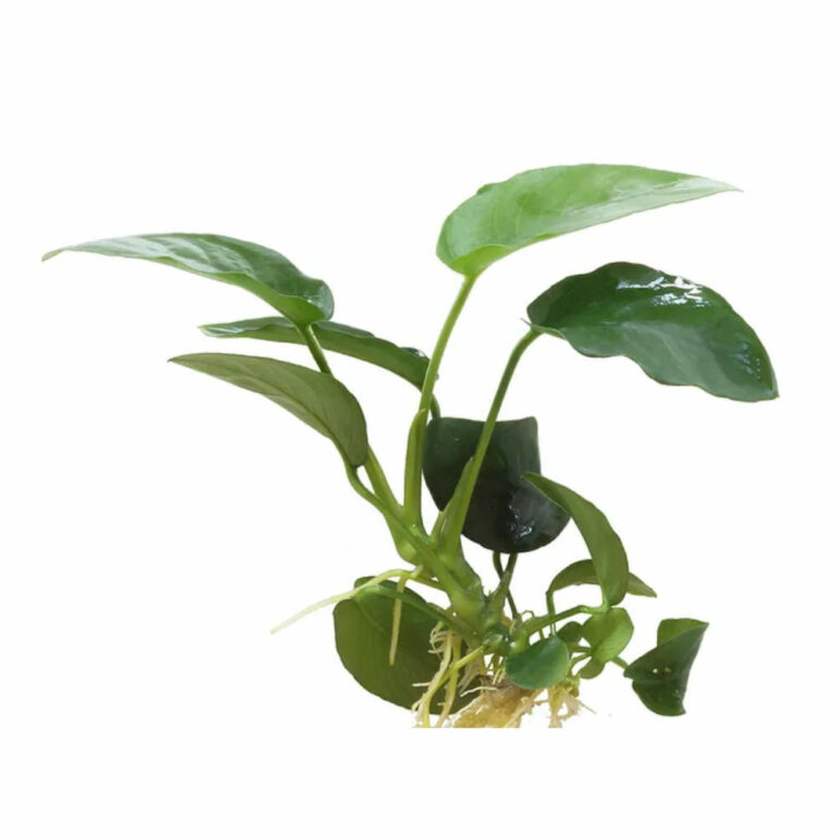 Anubias-Nana