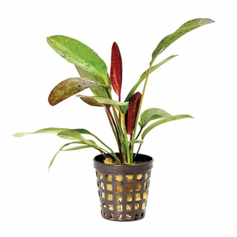 Assorted-Sword-5cm-Pot