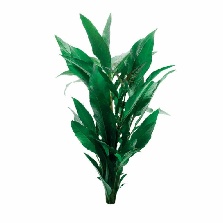Blue-Stricta