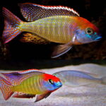 'Rare' Red Cap Itungi Lethrinop Cichlid