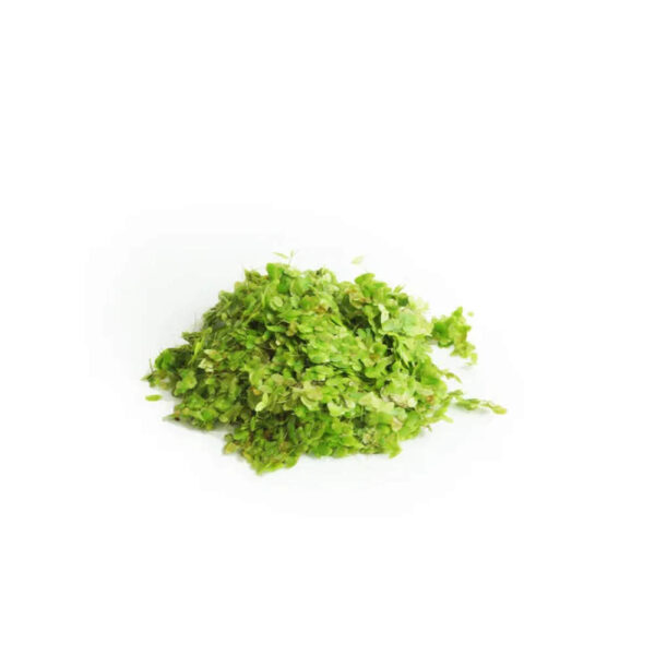 Duckweed-Bags-Lemna-Minor