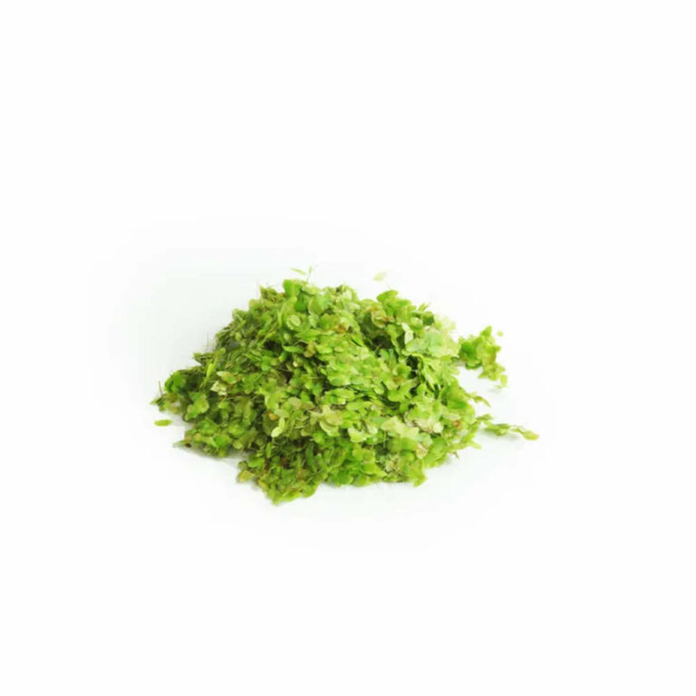Duckweed-Bags-Lemna-Minor