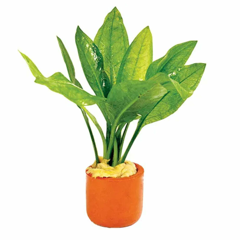 Echinodorus Bleheri 3cm Terracotta Pot Live Aquarium Plant Roxy