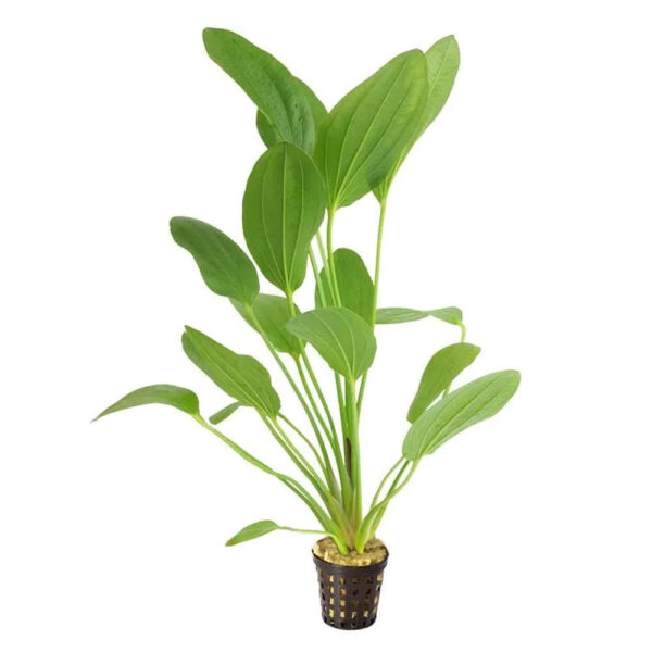 Echinodorus-Felix-5cm-Pot
