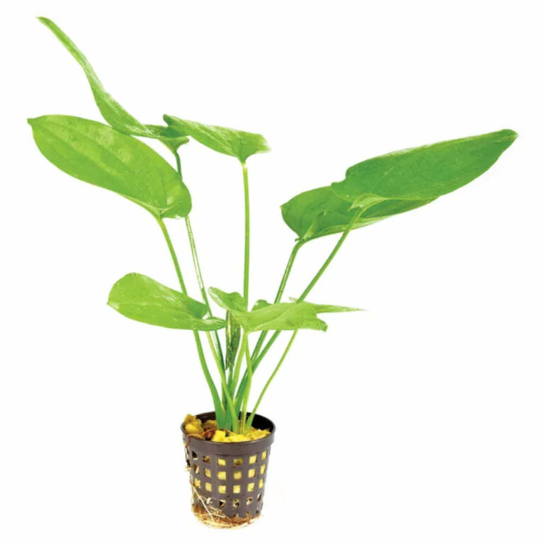 Echinodorus-Marble-Queen-5cm-Pot