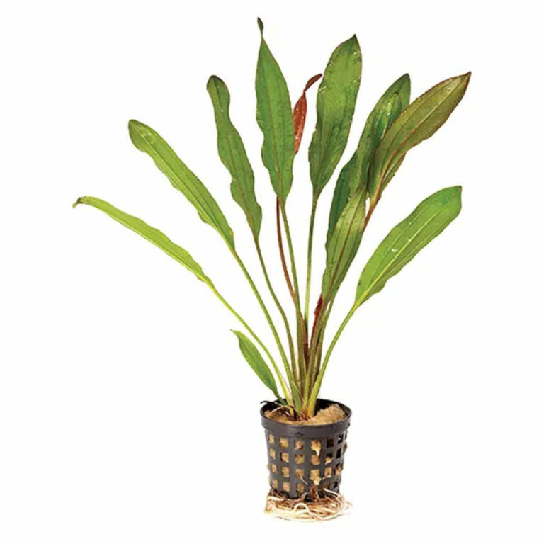 Echinodorus-Martii-Red-5cm-Pot