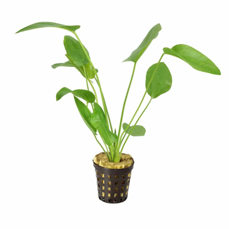Echinodorus Schlueteri-5cm-pot