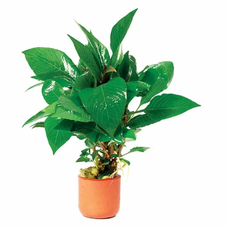 hygrophila-corymbosa-pot