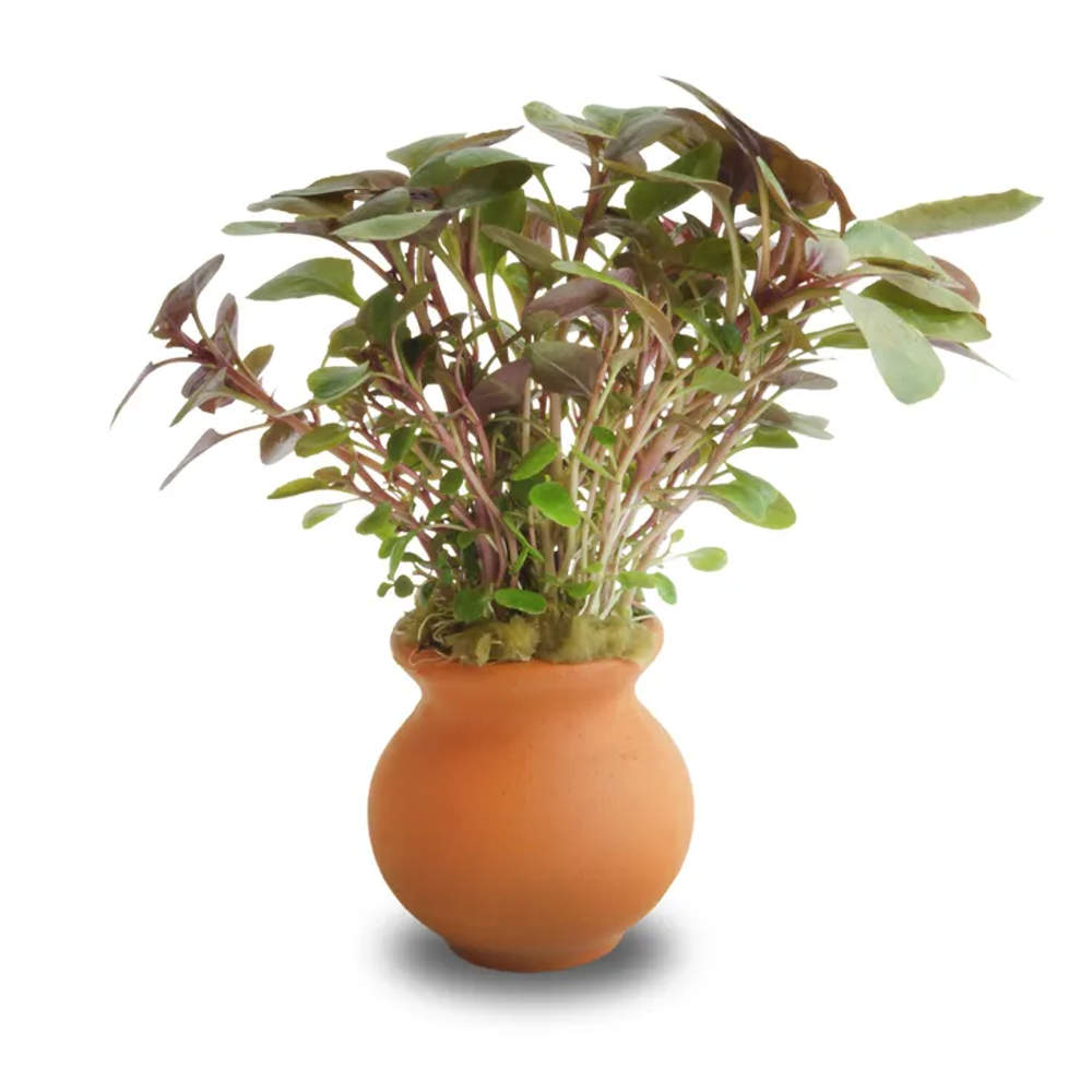 Lobelia Vase Urn 5cm Lobelia-Vase