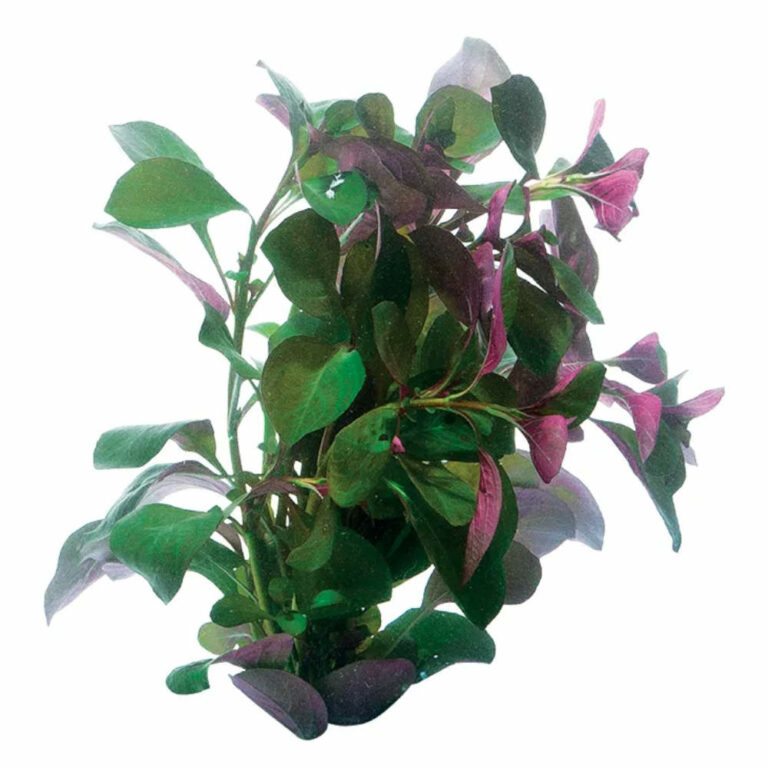 Ludwigia