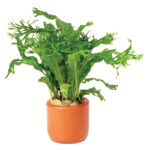 Java-Fern-Crested-Terracotta-3cm-Pot