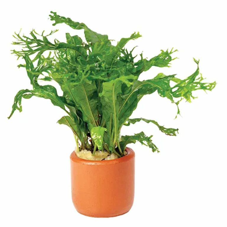 Java-Fern-Crested-Terracotta-3cm-Pot