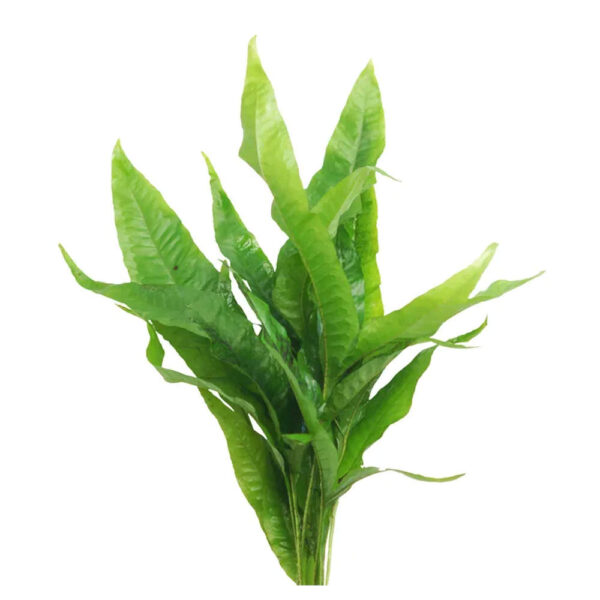 Micro-Indo-Bunches