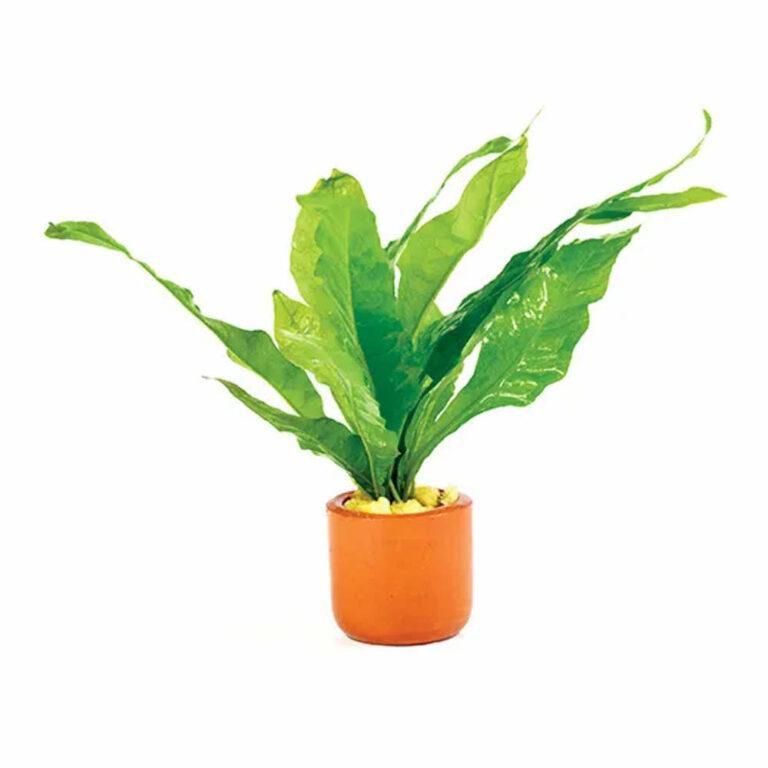 Microsorium-Terracotta-3cm-Pot